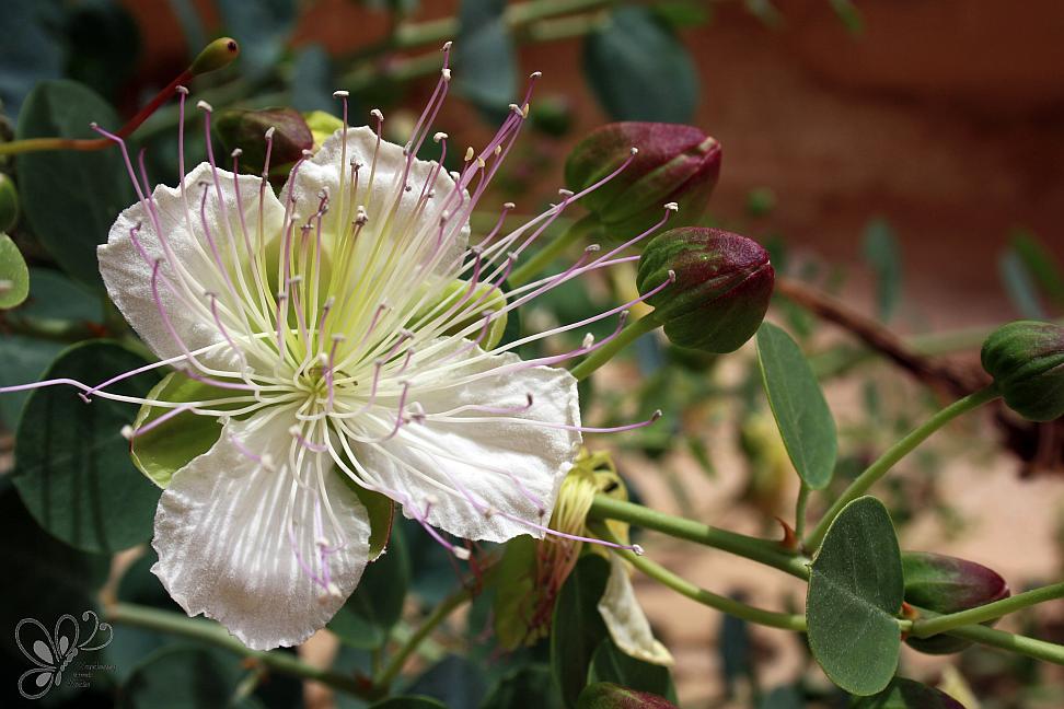 Arada-Zaranik-el Akhdar_May2010_79