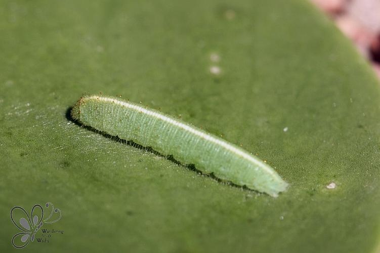 Large Salmon Arab Catepillar (1)