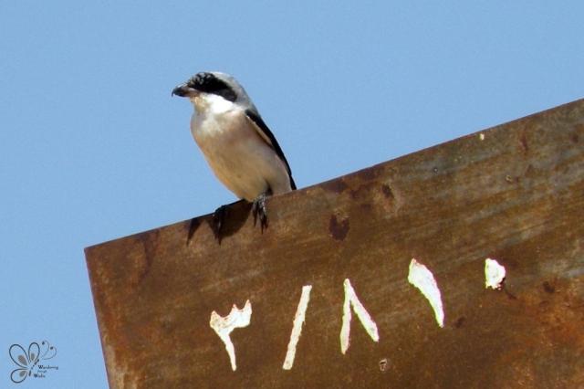 Lesser Grey Shrike_Lanius minor (1)