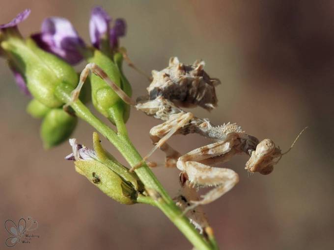 Mantis Nymph (5)