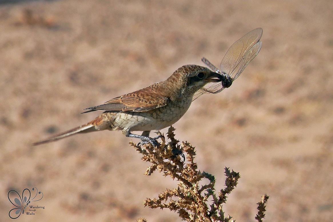Red-backed Shrike_female (1)