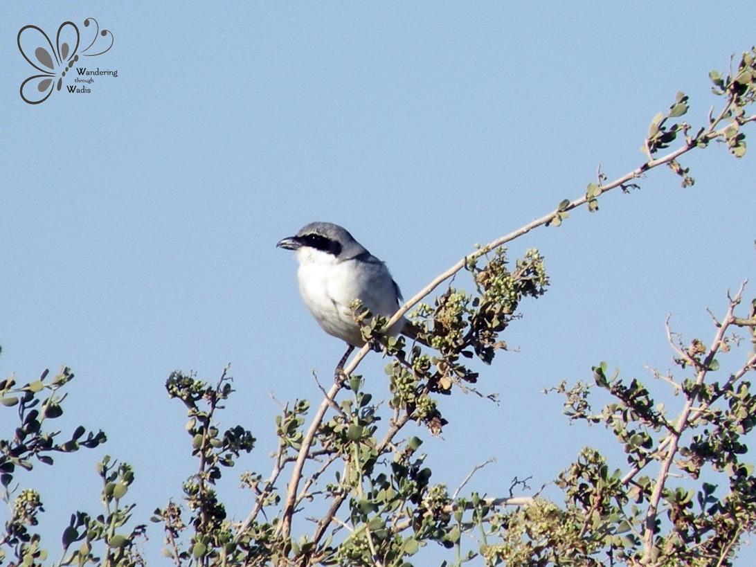 Southern Grey Shrike_Lanius meridionalis (1)
