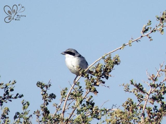 Southern Grey Shrike_Lanius meridionalis (1)
