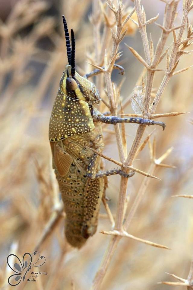 Wadi Connection_Feb15 (52)