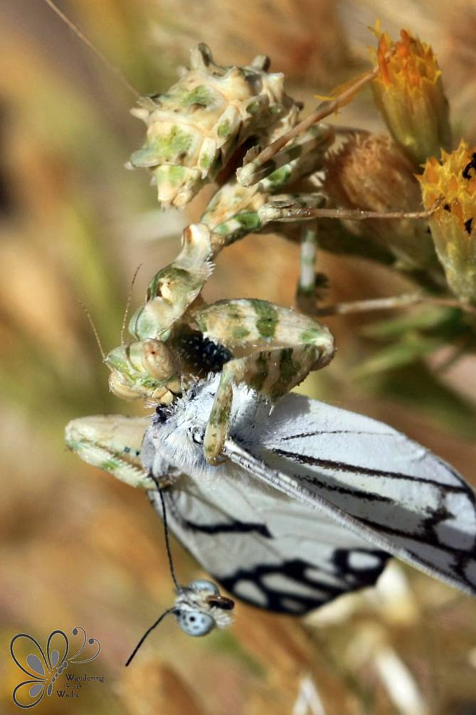 Wadi Farasha Mantis with Prey (5)