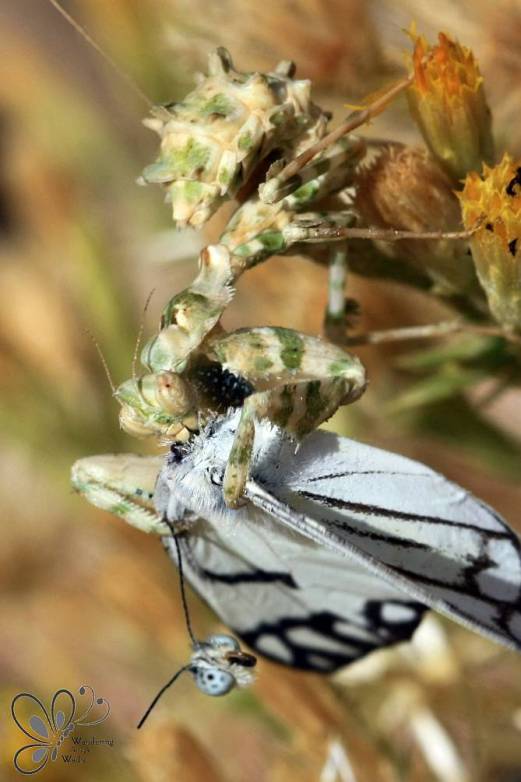 Wadi Farasha Mantis with Prey (5)