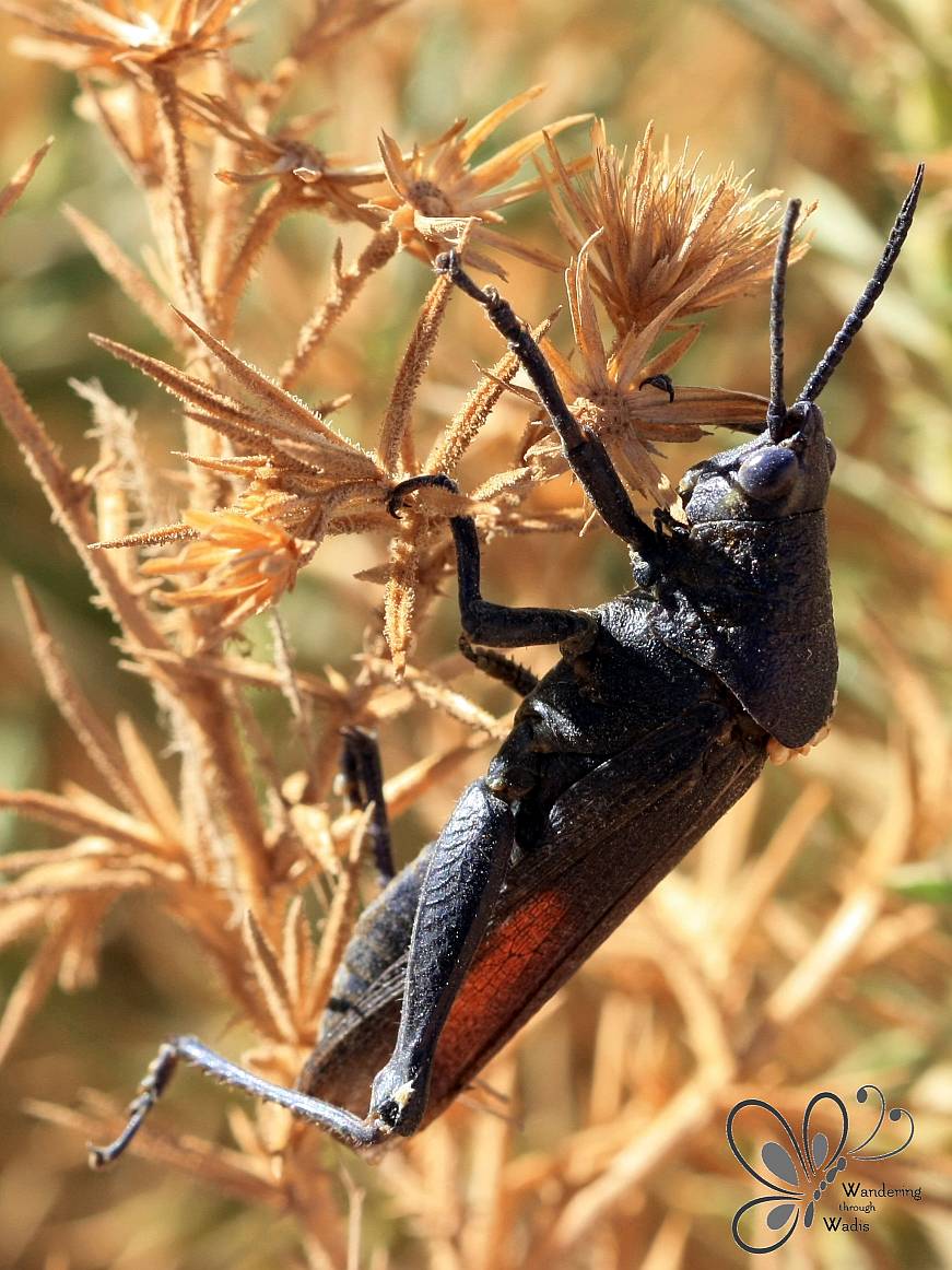 Wadi Kostya_Feb14 (20)