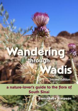 Wandering through Wadis 2nd Edition COVER