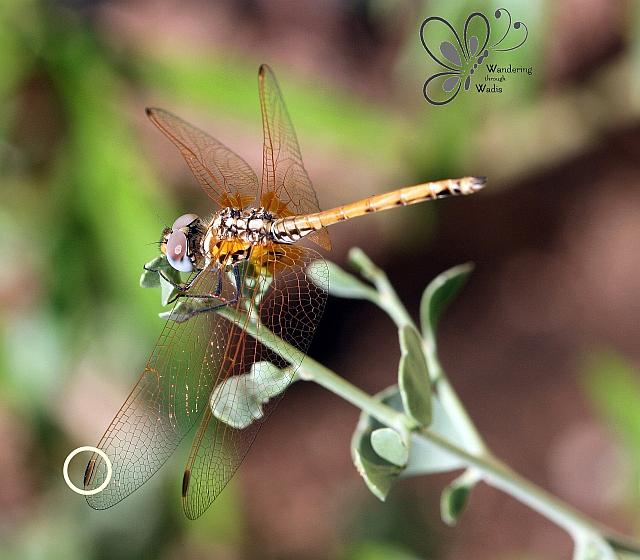 Dragonfly - Garden (1)