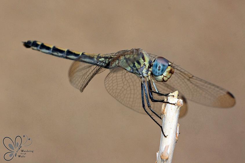 Dragonfly on Aloe (3)