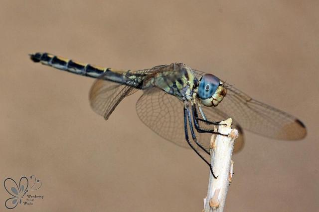 Dragonfly on Aloe (3)