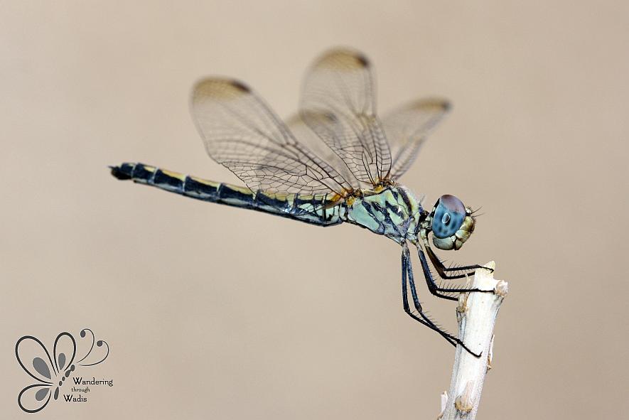 Dragonfly on Aloe (4)