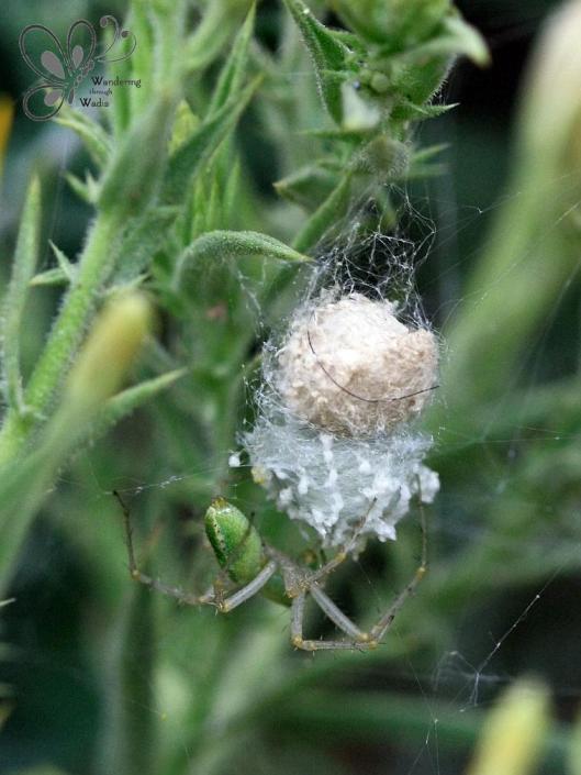 garden lynx with eggs