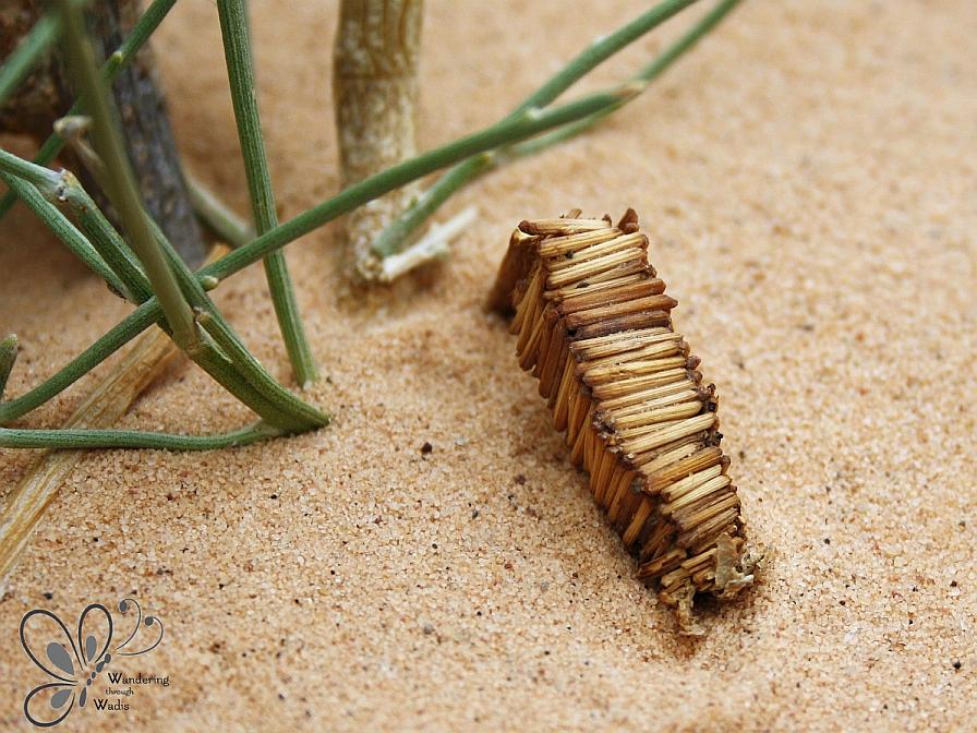 Wadi Arada_Bagworm Moth Case (2)