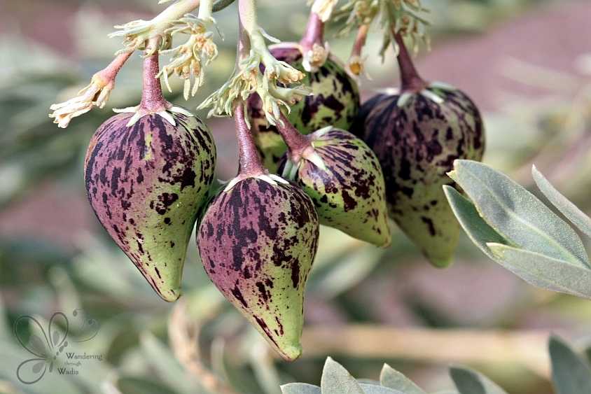 wadi-connection_feb15-13