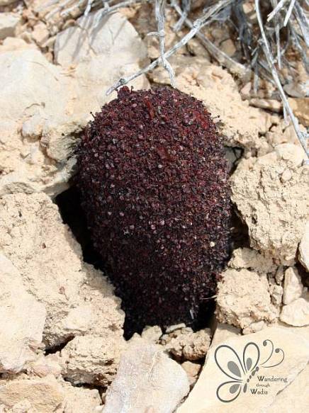 cynomorium-coccineum-3