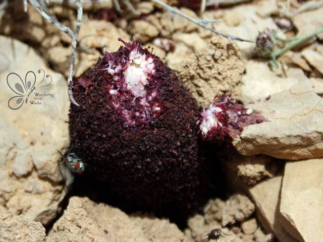 cynomorium-coccineum-4