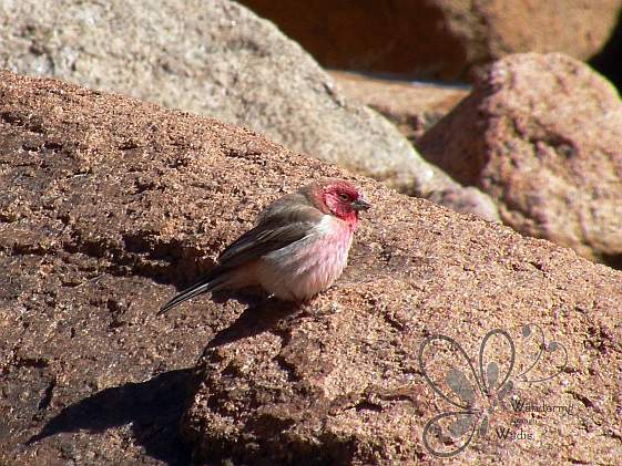 sinai-rosefinch-3
