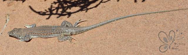 Bosc Lizard_Najaeen (1)