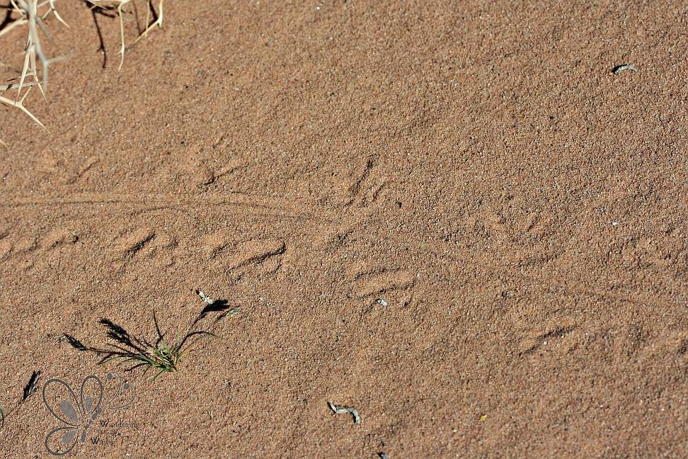 Bosc Lizard_Najaeen (5)