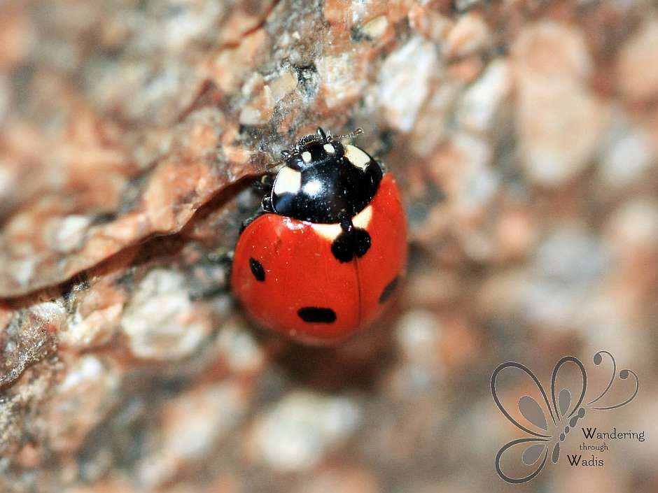 Desert Garden Ladybugs (2)