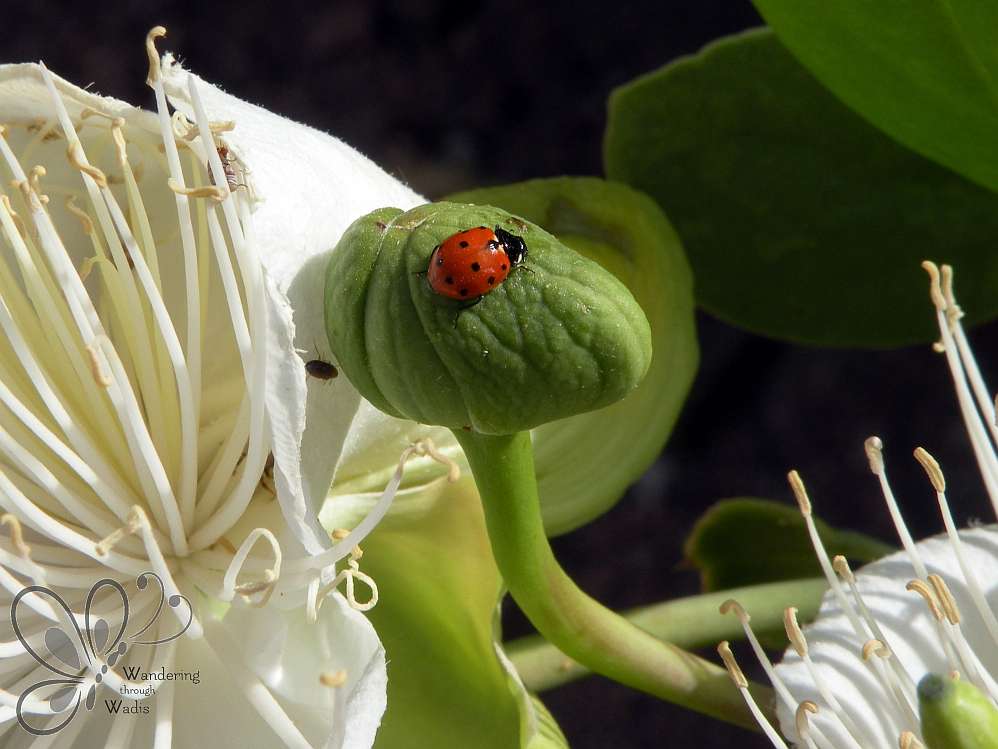 Ladybird Beetles (4)