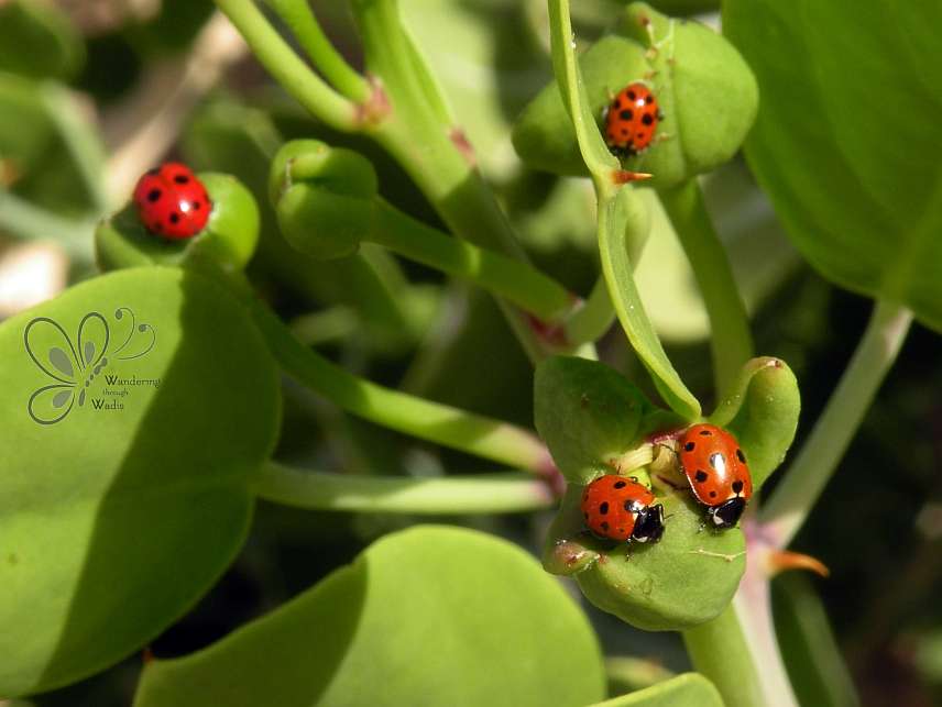 Ladybird Beetles (5)