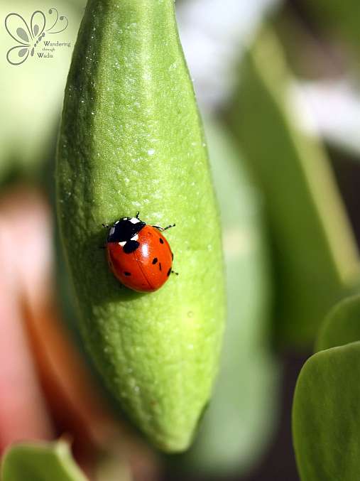 Wadi GNai_Oct13 (12)
