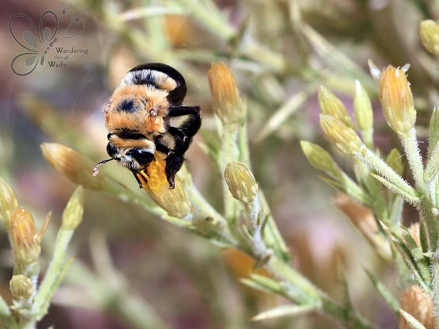 Bee_Wadi Kostya (1)