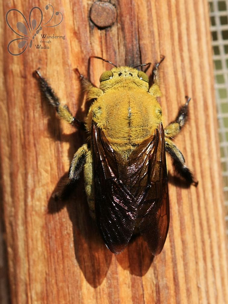 Carpenter Bee (1)
