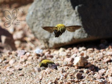 Wadi Paradise_Feb14 (21)