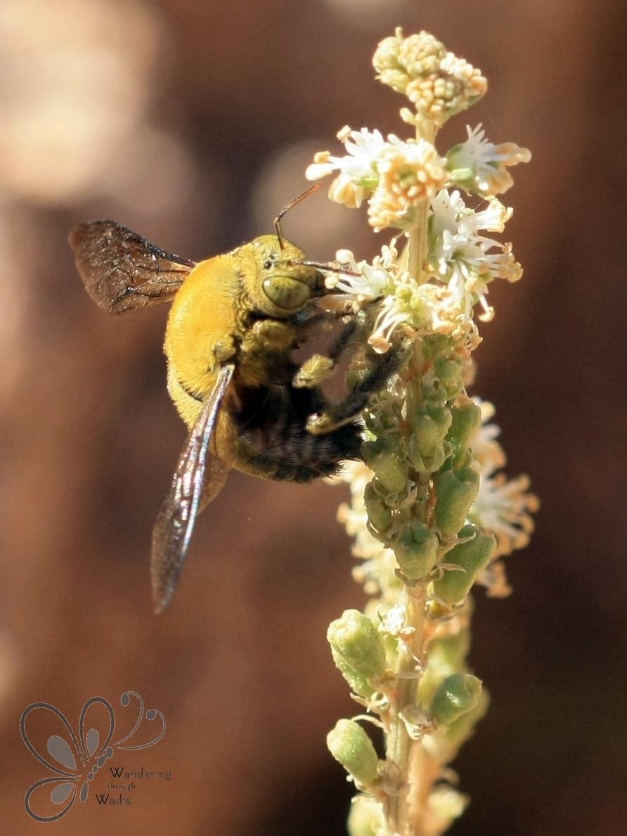 Wadi Paradise_Feb14 (57)