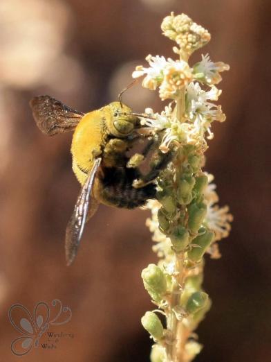 Wadi Paradise_Feb14 (57)