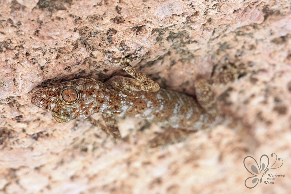 Egyptian Fan-toed Gecko 2