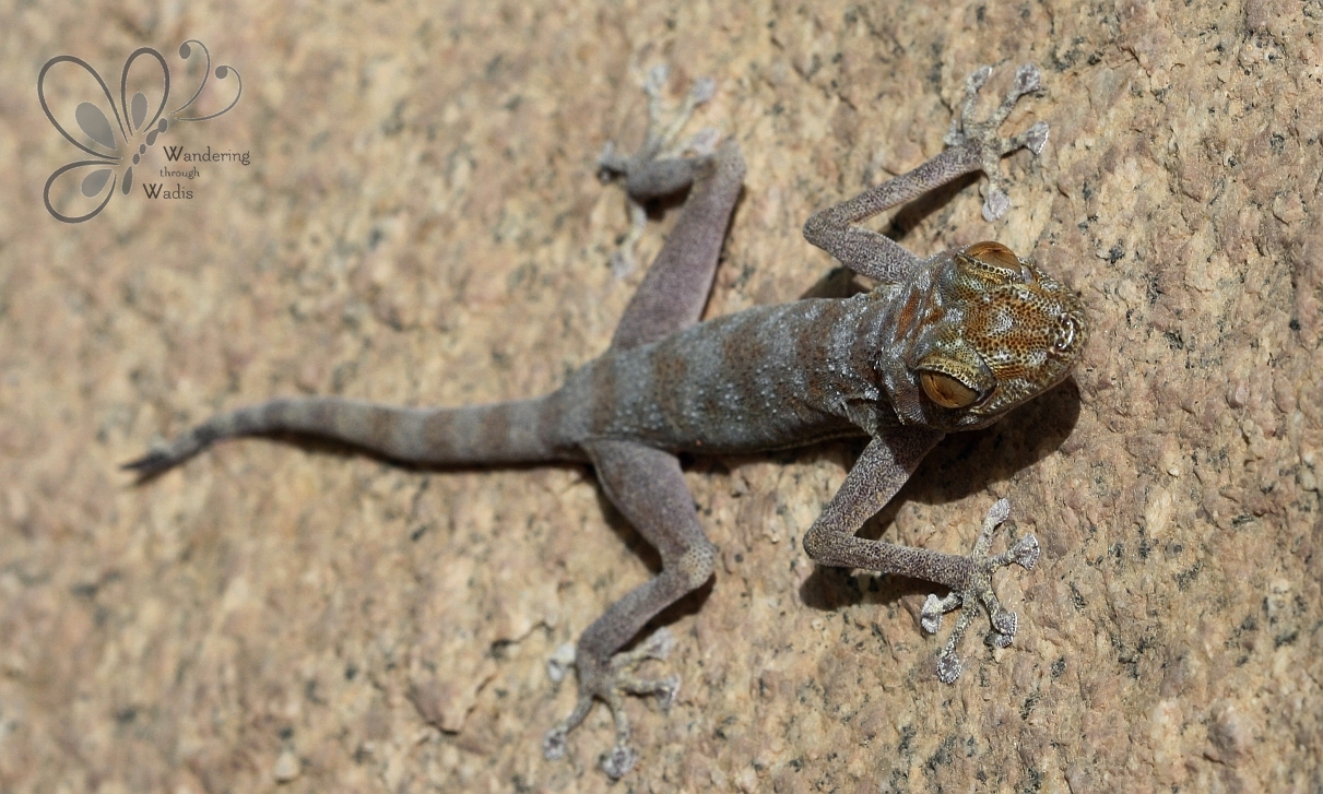 Egyptian Fan-Toed Gecko_Wadi G'Mai (2)