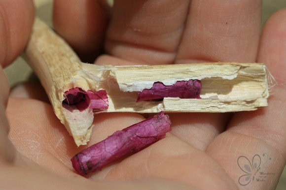 Leafcutter Bee Nest (3)