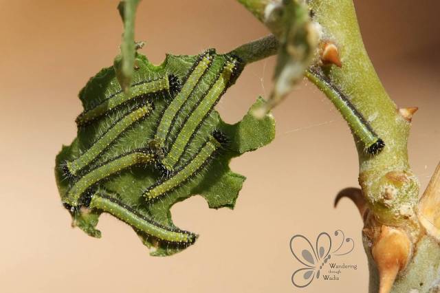 Dahab Keyhole_NOV12_11