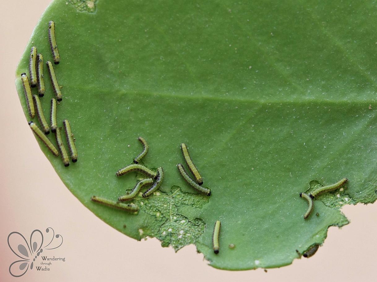 Garden Caper Pooters (4)