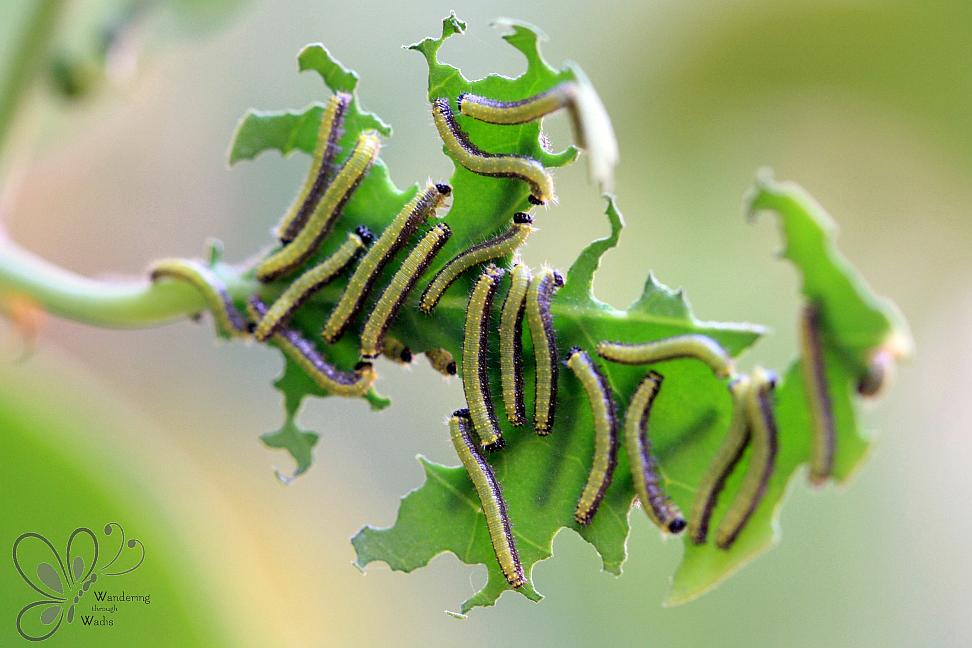 Garden Caper Pooters (9)