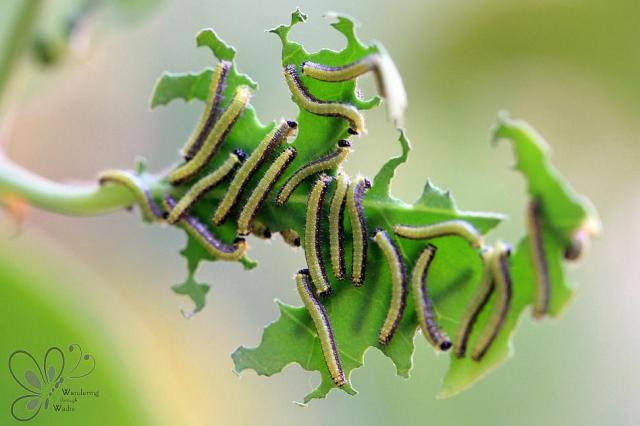 Garden Caper Pooters (9)