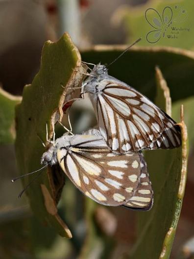 Garden Critters_ (5)