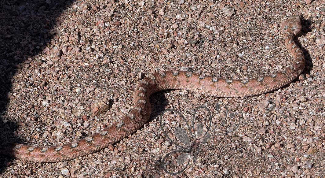 Burton's Carpet Viper (3)