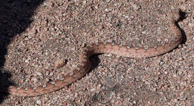 Burton's Carpet Viper (3)