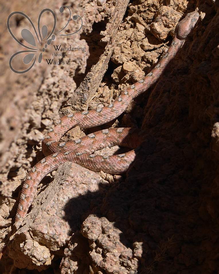 Burton's Carpet Viper (4)