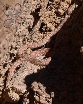 Burton's Carpet Viper (4)