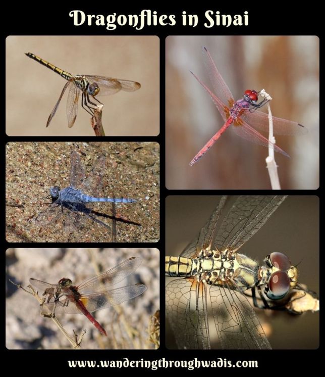 Dragonflies in Sinai