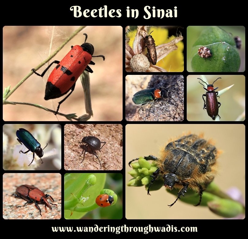 Beetles in Sinai