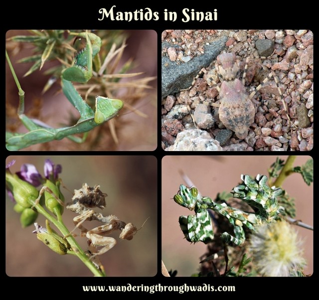 Mantids in Sinai