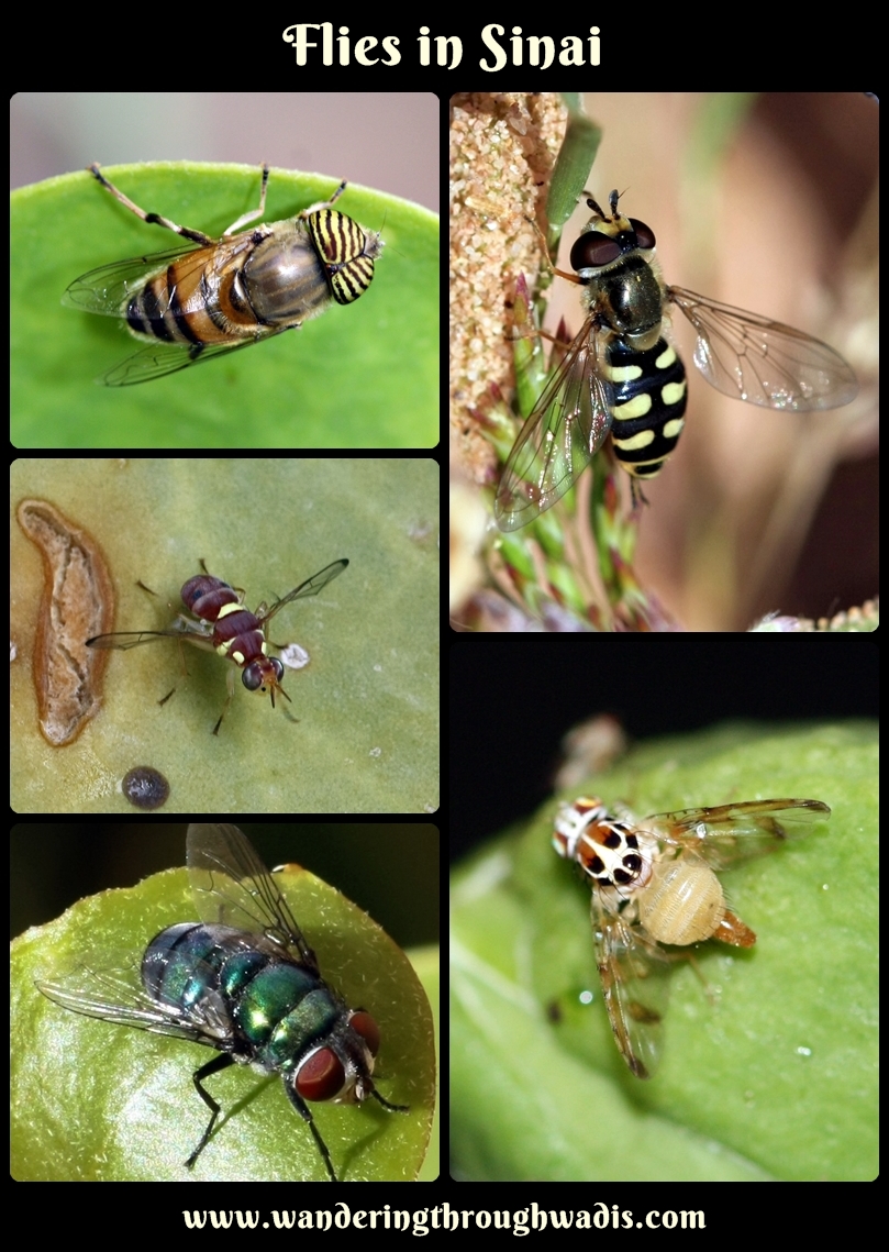 Flies in Sinai
