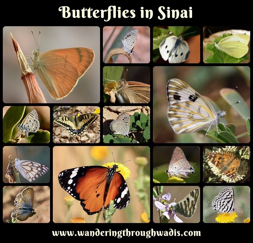 Butterflies in Sinai